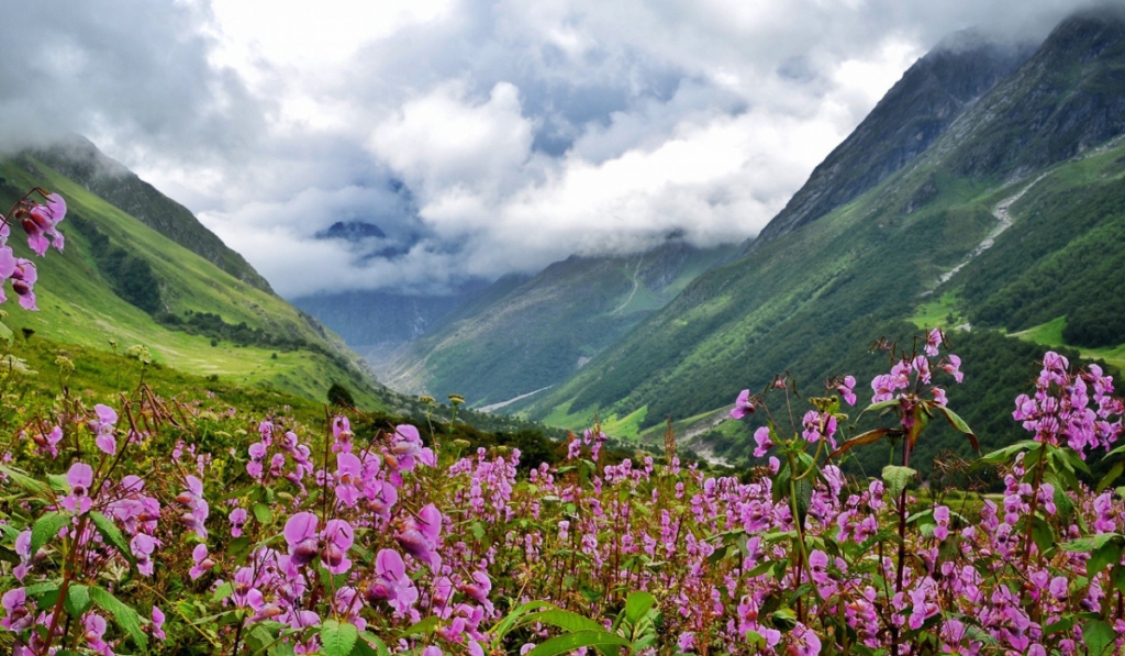 beautiful Valley of flower