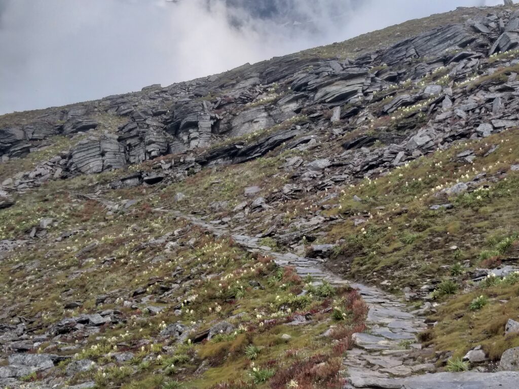 Brahmkamal