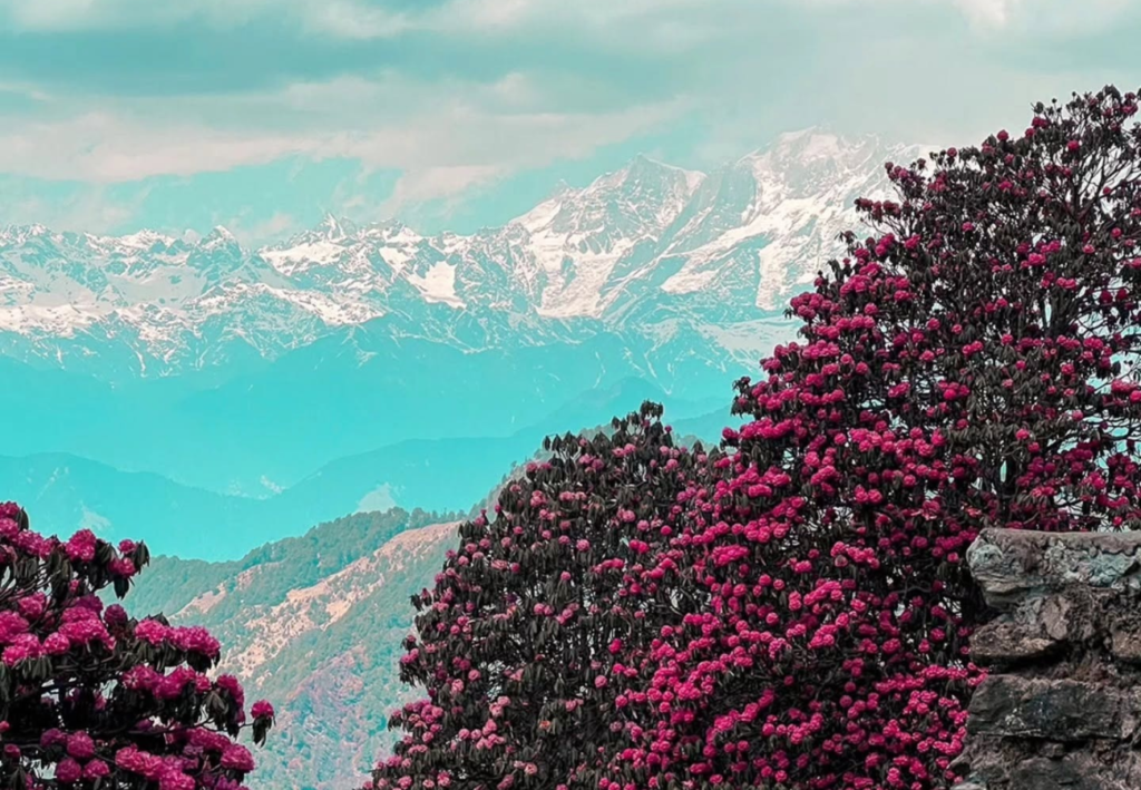 Rhododendron flower trek Himalaya Uttarakhand